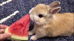 娱乐吃瓜兔子,揭秘娱乐圈那些不为人知的幕后故事 第3张 娱乐吃瓜兔子,揭秘娱乐圈那些不为人知的幕后故事 第3张